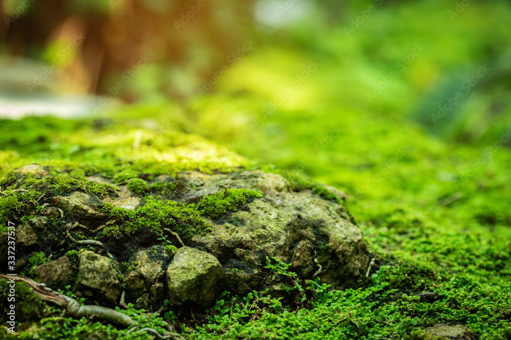 Premium Photo  Beautiful green moss grow up on rough stone and green  leaves in the garden nature wallpaper and background