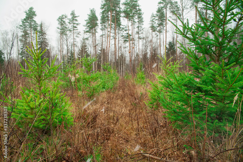 Young trees grow in the forest. In the foreground, green seedlings ate. In the background are tall pines. Forestry and afforestation.