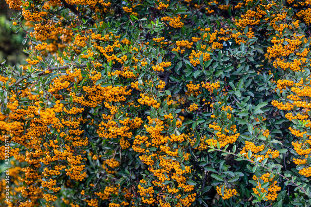 Pyracantha branches with yellow ripe berries. Beautiful nature background Pyracantha branches with yellow ripe berries. Beautiful nature background