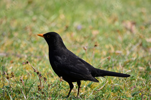 Blackbird on the tgreen grass on a Sunny day