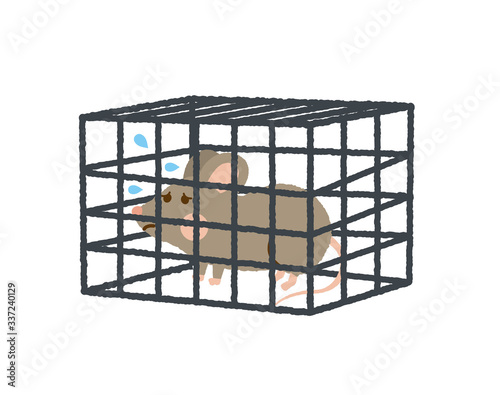 ネズミ　捕獲