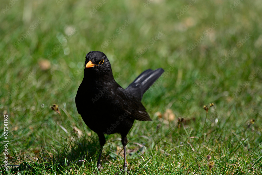 Blackbird on the green grass on a Sunny day Blackbird on the green grass on a Sunny day