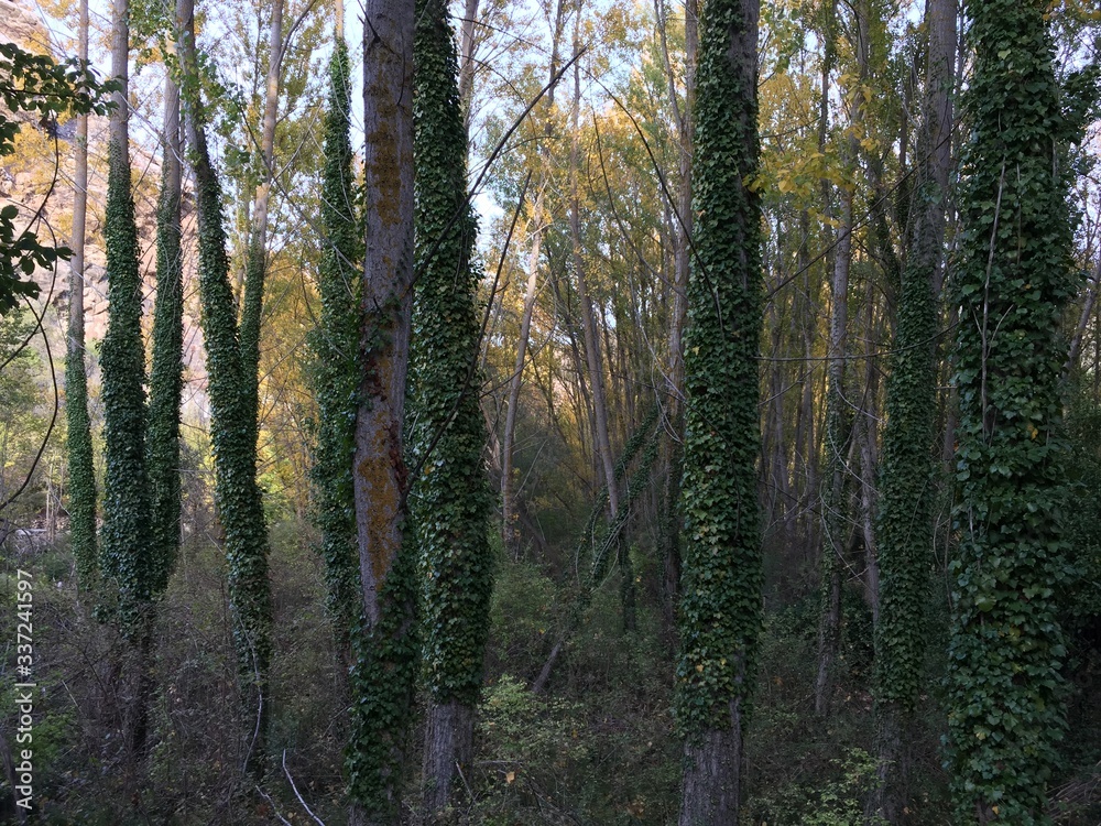 ivy covered tree trunks in forest