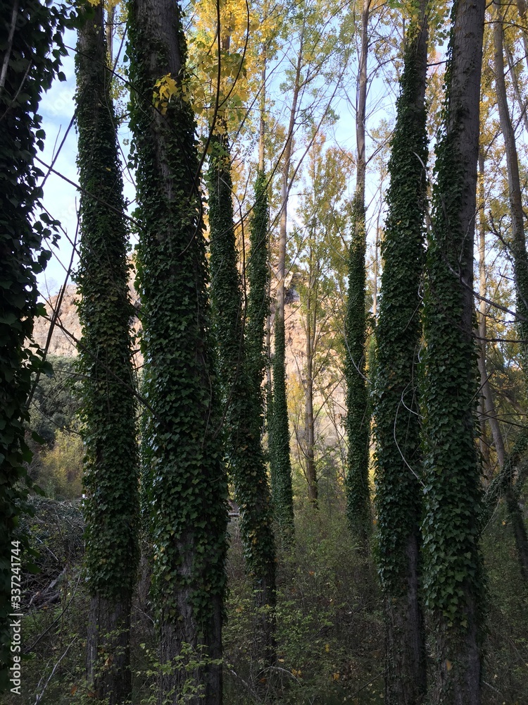 Fototapeta premium ivy covered tree trunks in forest