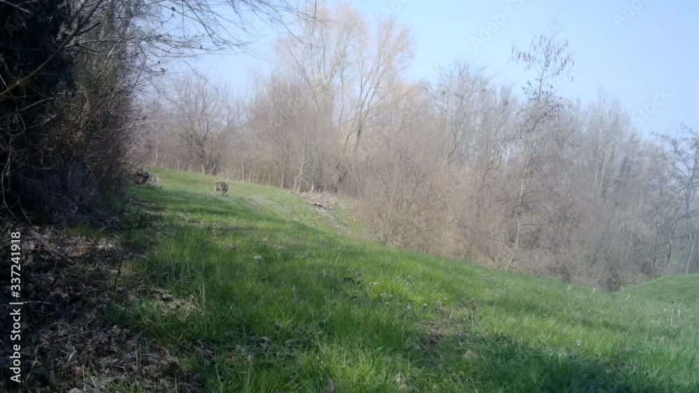 A Male of Wolf (Canis Lupus) walks in a conservation forest during spring day. In coronavirus quarantine (COVID 19) wild life animals, like wolves, approach residential area due to the lack of humans A Male of Wolf (Canis Lupus) walks in a conservation forest during spring day. In coronavirus quarantine (COVID 19) wild life animals, like wolves, approach residential area due to the lack of humans