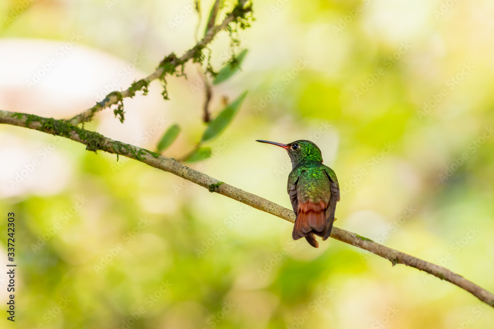 Rufous-tailed hummingbird Rufous-tailed hummingbird