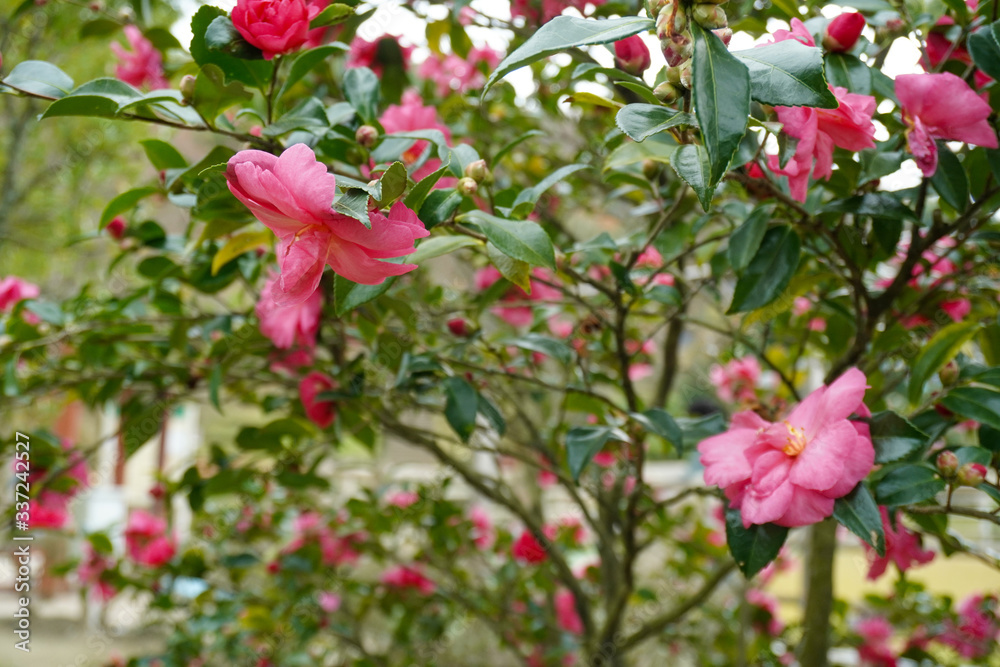 pink flowers in the garden pink flowers in the garden
