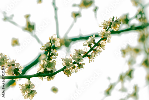  A branch of beautiful blooming apricot on a blurry light background