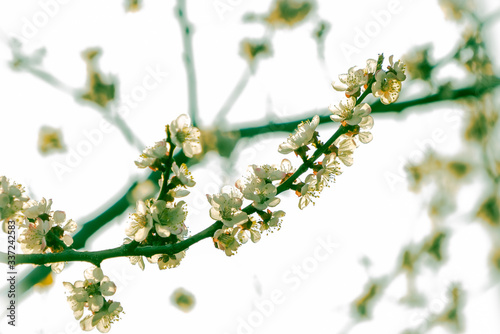 
A branch of beautiful blooming apricot on a blurry light background