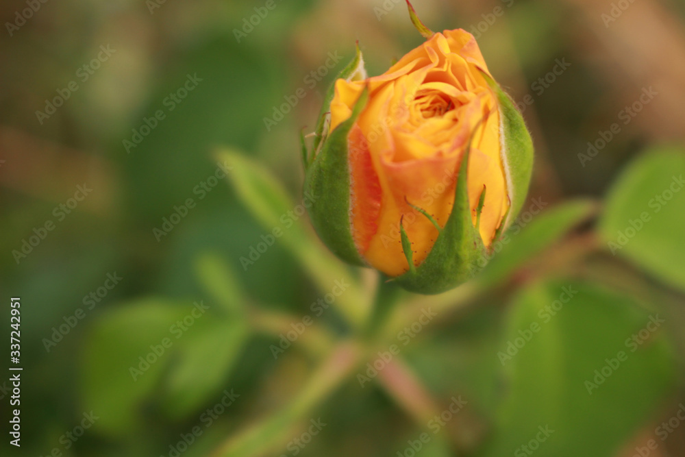 The bud of the yellow rose begins to open. The bud of the yellow rose begins to open.