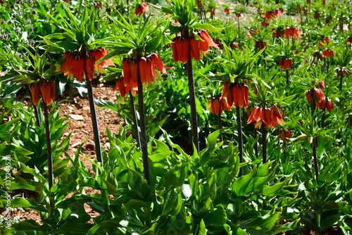 Beautiful orange and red tulip flowers with green backgrounds