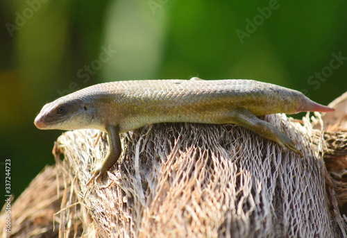 Broken Tail Lizard - East Indian Brown Skin, Many-lined Sun Skink, or Common Sun Skink