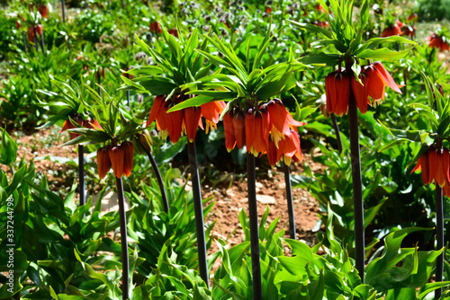 Beautiful orange and red tulip flowers with green backgrounds