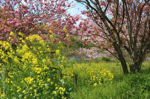春 さくら 池 菜の花 風景 杤木