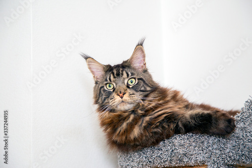 Portrait of a Maine Coon cat that sits on the platform of the scratching post.Horizontally.