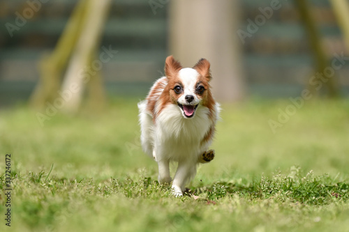 ドッグランで遊ぶパピヨン