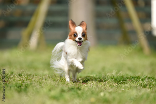 ドッグランで遊ぶパピヨン