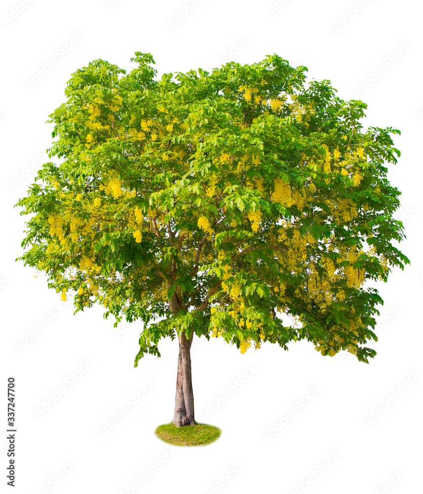 Green Big tree isolate on white background. Illustrations for various scenery in the forest.