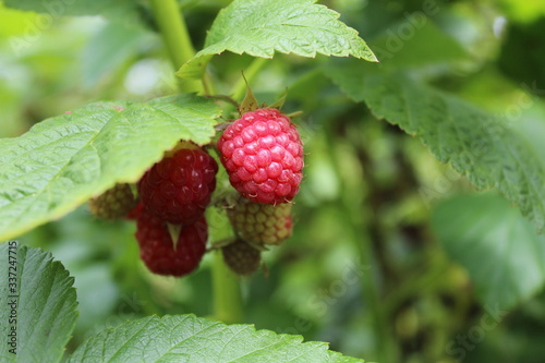 raspberry on a bush