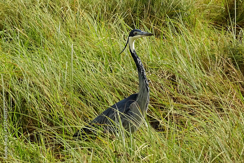 Ardea melanocephala photo