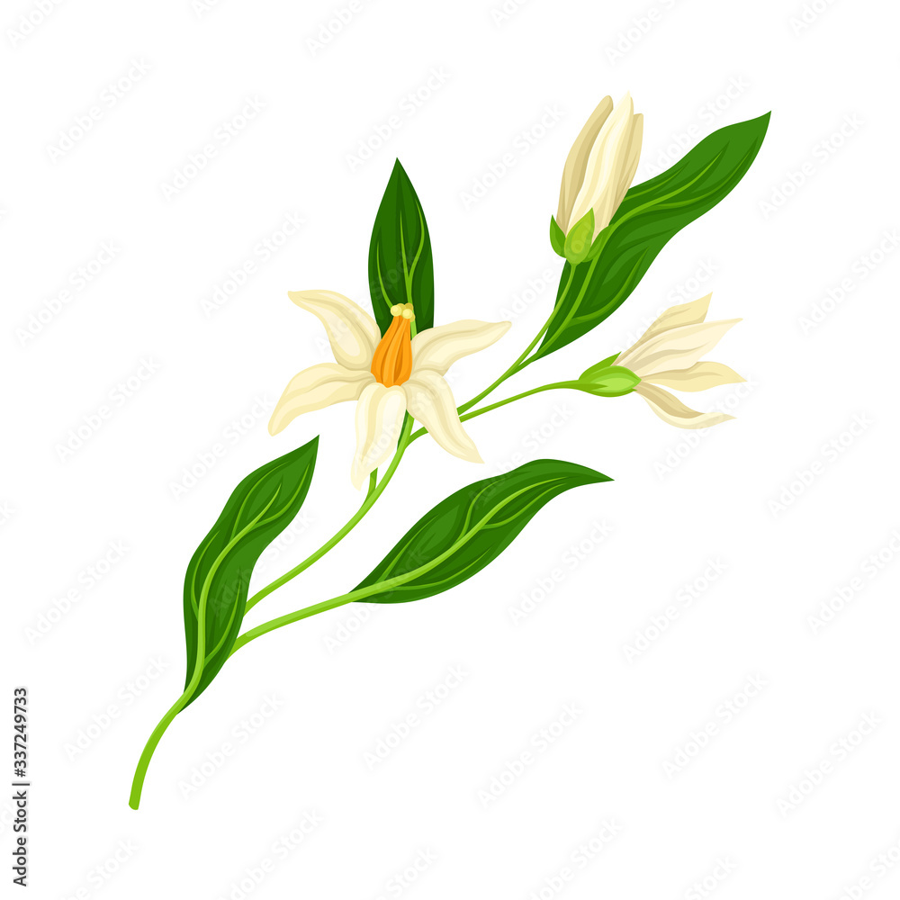 Blossoming Mandarin Tree Branch Isolated on White Background Vector Illustration