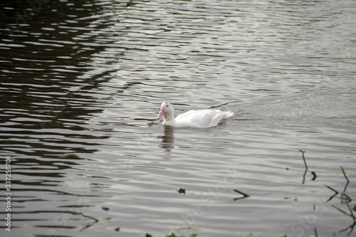 goose swimming in a lake