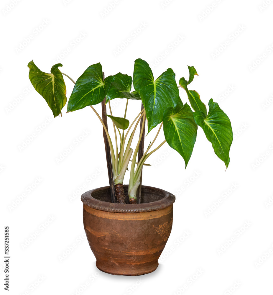Fototapeta premium green plant in flowerpot on white background.