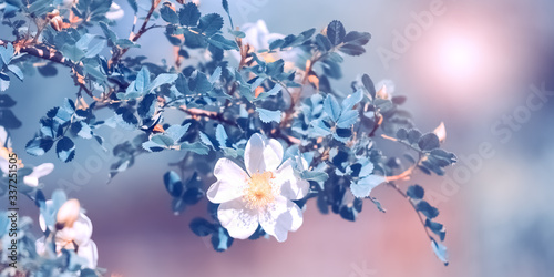 Beautiful spring, blooming rose bush in the sunlight on a colored background. Flowering rose hips. Soft selective focus
