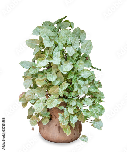 green plant in flowerpot on white background.