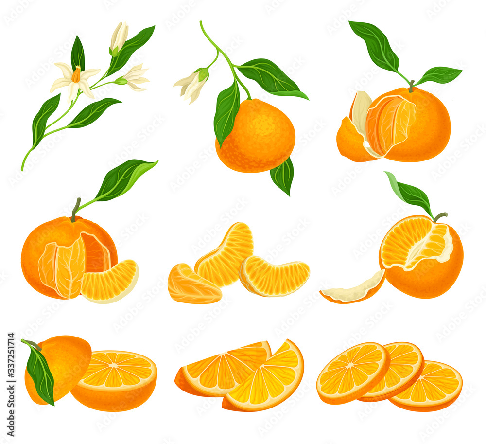 Orange Mandarin Fruit Unpeeled and Skinless with Segments Vector Set Orange Mandarin Fruit Unpeeled and Skinless with Segments Vector Set