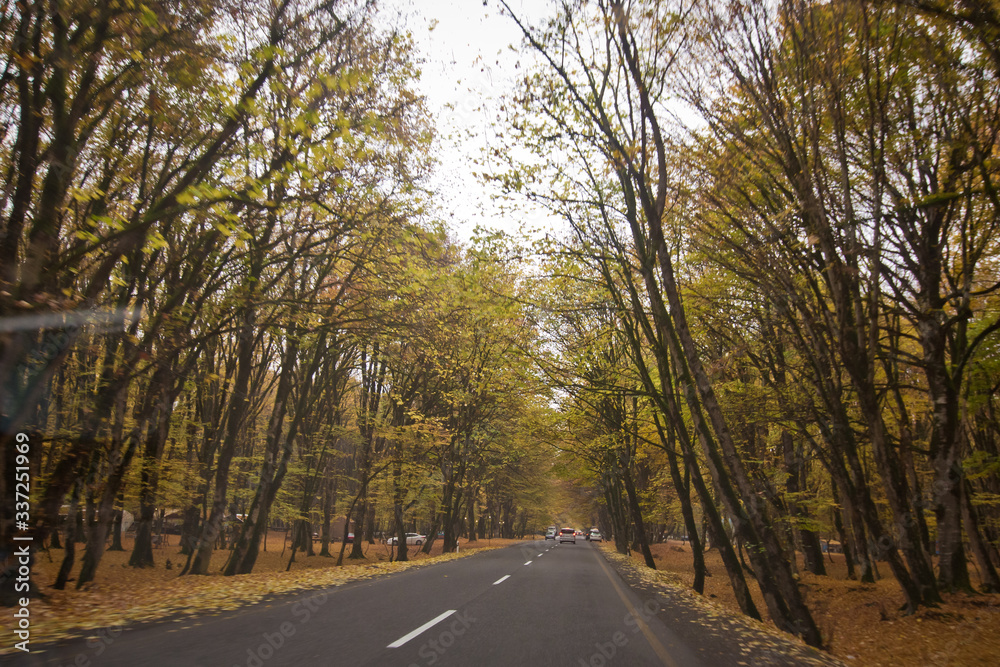 Autumn landscape with road and beautiful colored trees . Road in the autumnal forest . View of road with oak trees alley at autumn . Autumn landscape with road and beautiful colored trees . Road in the autumnal forest . View of road with oak trees alley at autumn .