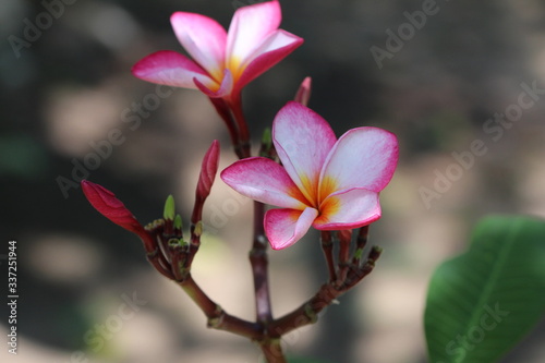 Frangapani - Plumeria rubra