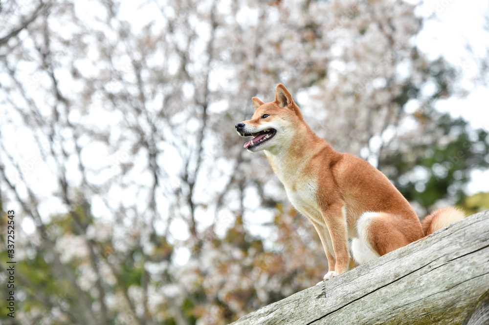 Obraz premium 桜と柴犬