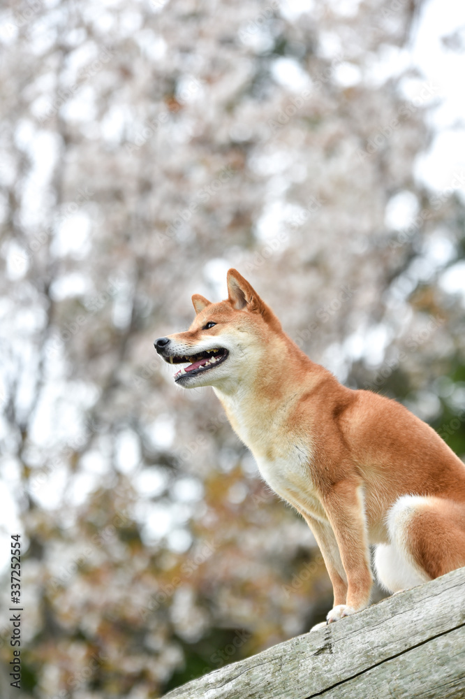 桜と柴犬 桜と柴犬