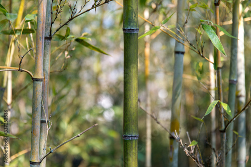 Papier peint Close-up Of Bamboos Growing In Forest