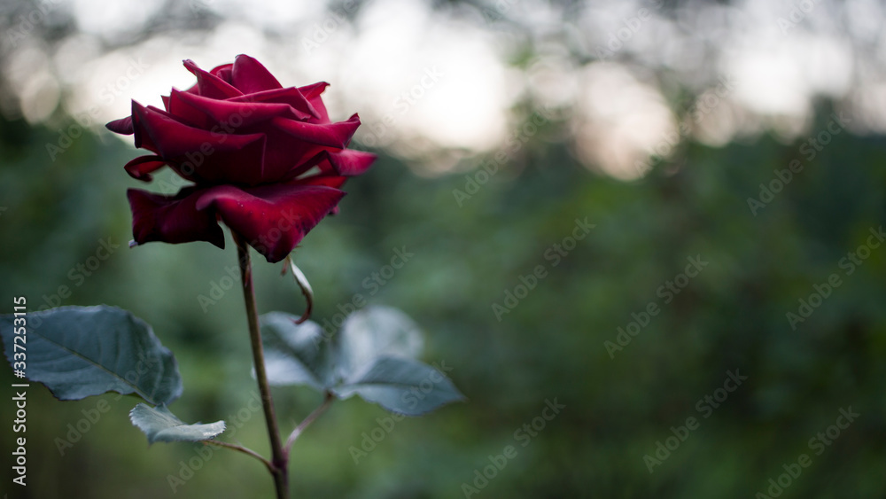 Obraz premium red rose in the garden