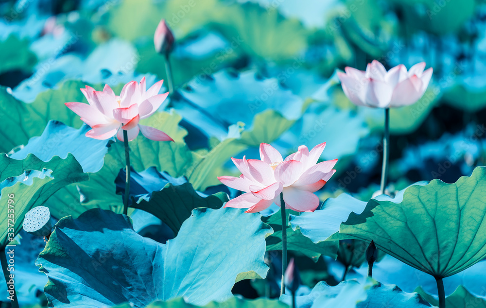 Naklejka premium lotus flower blooming in summer pond with green leaves as background