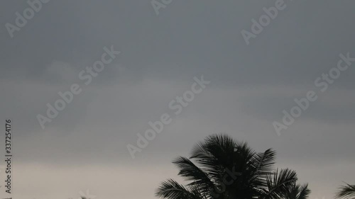 winds blowing palm trees,monsoon season, rain weather