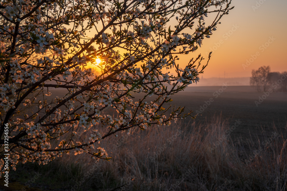 Fototapeta premium sunrise in the fields with blooming cherry tree in front and forest in the background
