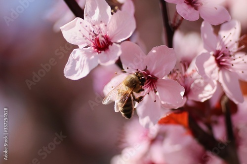 Bee on the sakura cherry pink blossom like a symbol of a spring 