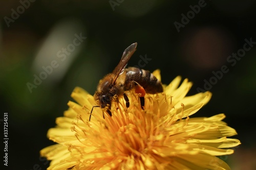 Bee with pollen on the yellow dandelion on the garden