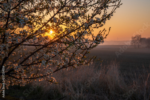 sunrise in the fields with blooming cherry tree in front and forest in the background