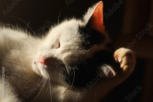 Cute domestic black and white cleaning portaint 