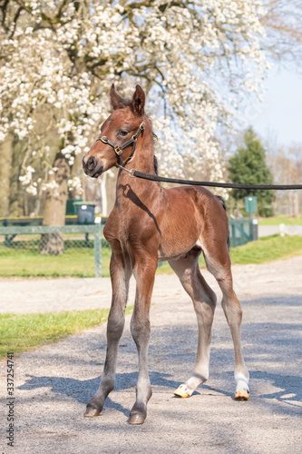 Little just born brown horse, one day old, standing, white blossoming tree in the background during the day with a countryside landscape © Dasya - Dasya