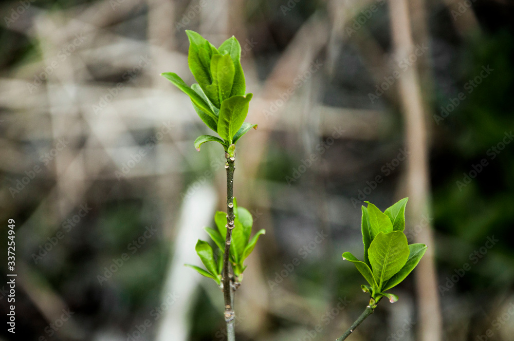 young leaves on a branch. spring bush. flowering sprout