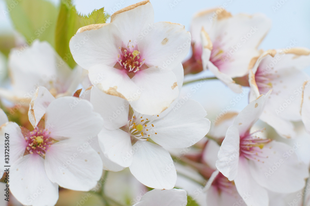 White sakura flowers close up