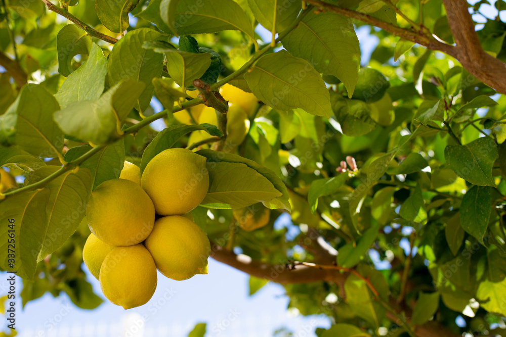 Bunch of fresh ripe lemons on a lemon tree branch in sunny garden. Bunch of fresh ripe lemons on a lemon tree branch in sunny garden.