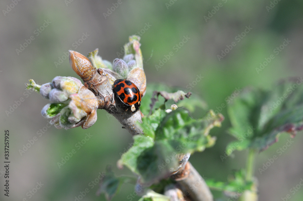 beetle сoccinellidae on the young shoots of currants in the spring beetle сoccinellidae on the young shoots of currants in the spring