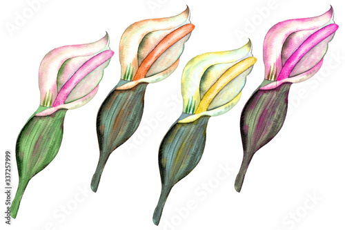 Calla tropical flower watercolor painting. Exotic jungle green leaf on a white background. © Elena