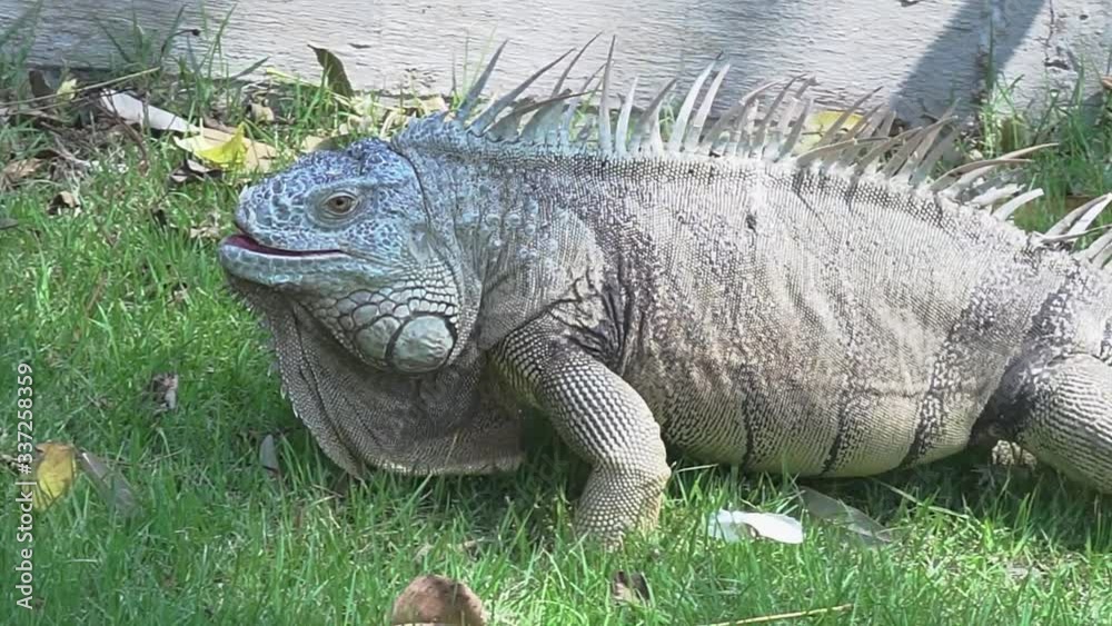 Green iguana also known as the American iguana is a lizard reptile in the genus Iguana in the iguana family. And in the subfamily Iguanidae. Green iguana also known as the American iguana is a lizard reptile in the genus Iguana in the iguana family. And in the subfamily Iguanidae.